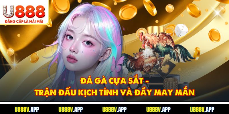 Đá Gà Cựa Sắt - Trận Đấu Kịch Tính Và Đầy May Mắn