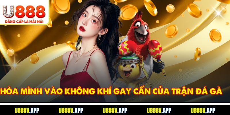 Hòa mình vào không khí gay cấn của trận đá gà 