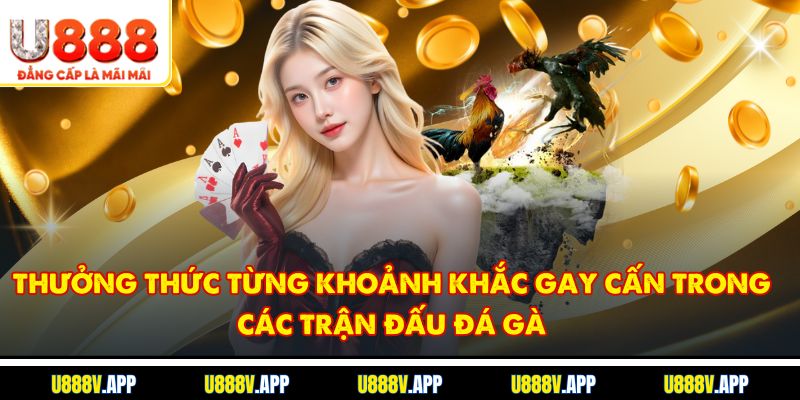 Thưởng thức từng khoảnh khắc gay cấn trong các trận đấu đá gà